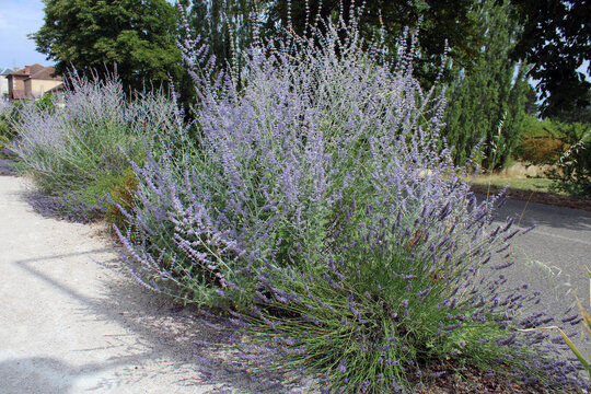 Perovskia 'Blue Spire' - Sauge Sib&eacute;rie