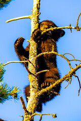Cute Bear Cub Climbs Tree at Sunset © PhotoSpirit