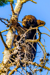 Cute Bear Cub Climbs Tree at Sunset © PhotoSpirit