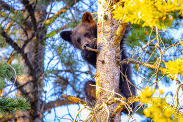 Cute Black Bear Cub Portrait on Pine Tree © PhotoSpirit