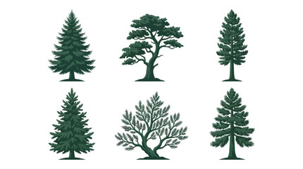 Assorted evergreen tree illustrations © BudiSantoso