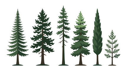 Obraz premium Assortment of evergreen trees