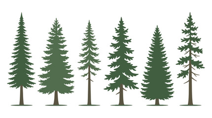 Obraz premium Assortment of pine trees
