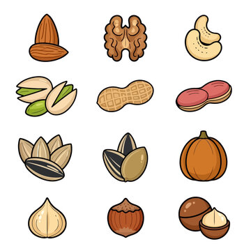 Collection of various healthy nuts and seeds vector illustrations including almonds, walnuts, cashews, and pistachios on white background