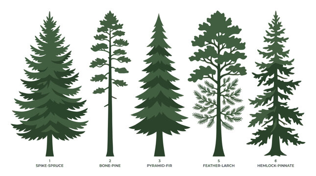 Collection of evergreen tree illustrations