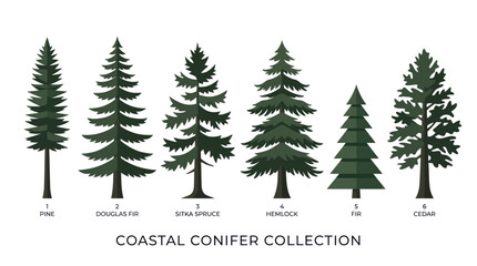 Obraz premium Collection of conifer tree silhouettes