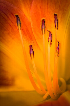 Orange Daylily Flower Stamens Macro Shot Featuring Golden Warm Lighting For Vibrant Botanical Texture