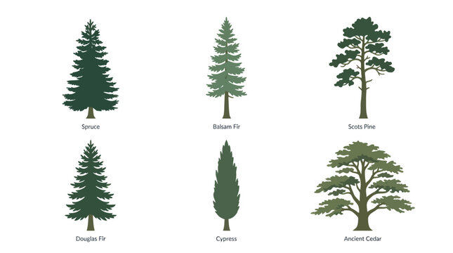 Collection of evergreen tree illustrations