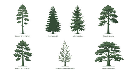Collection of coniferous tree illustrations © Aester