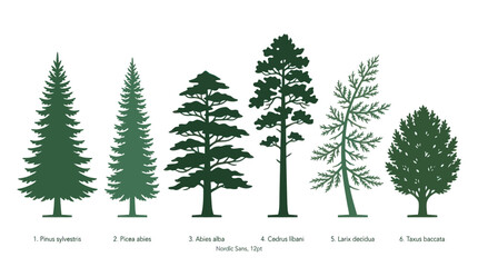 Collection of coniferous tree silhouettes © Aester