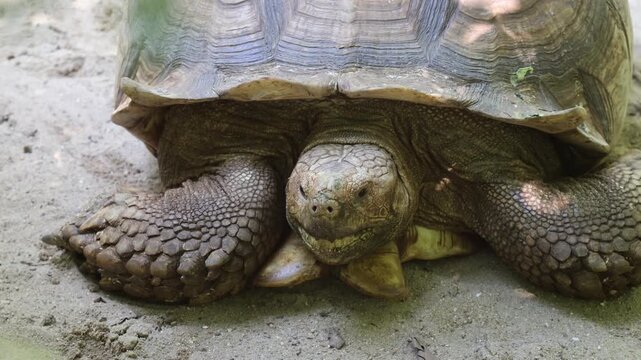 Centrochelys sulcata walking on sandy ground outdoor in farm or zoo. African spurred tortoise, is the third largest tortoise species in the world. macro video focusing head, face large giant tortoise