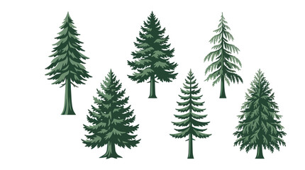 Obraz premium Collection of evergreen trees
