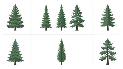 Obraz premium Collection of evergreen trees
