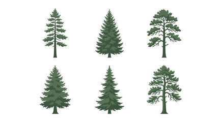 Obraz premium Collection of evergreen trees