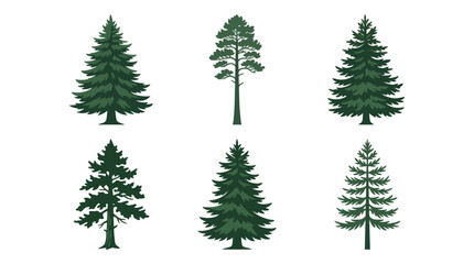 Obraz premium Collection of evergreen trees