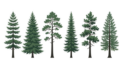 Obraz premium Collection of evergreen trees