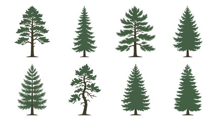 Obraz premium Collection of evergreen trees