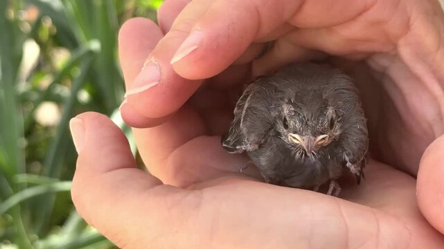 Baby Bird Fledgling Held Hands Rescued Garden Wildlife Care Video
