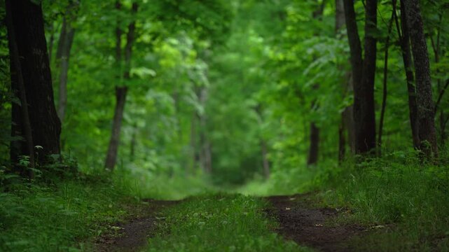 Forest Road Leading Through Green Woodland