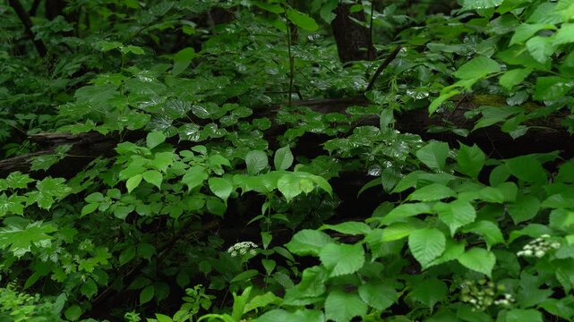 Dense Forest Vegetation After Rain