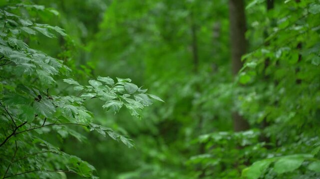 Wet Forest Leaves After Summer Rainfall