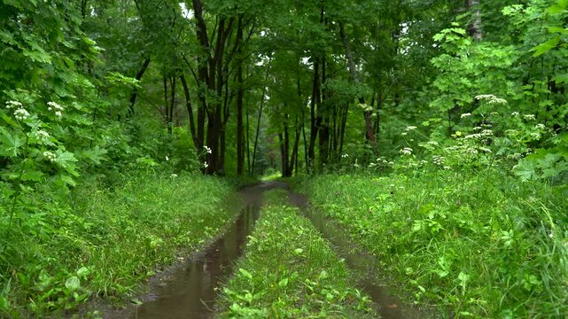 Peaceful Green Forest Alley After Rainfall