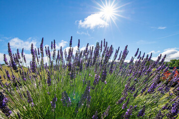 Lavender in an English country garden. Beautiful purple flowers with am early morning sunrise behind. Gardening and horticulture. Herbs and sleep aid.  © Steven