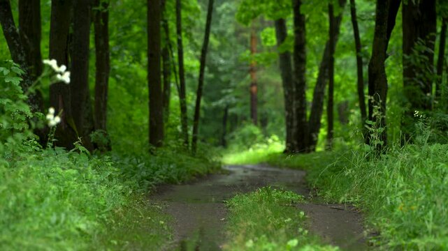 Curved Forest Road Through Dense Green Woodland