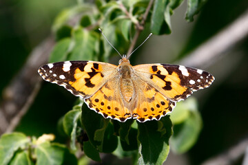 Painted Lady butterfly (Vanessa cardui). Taken in Herzegovina. © Jenny Grewal