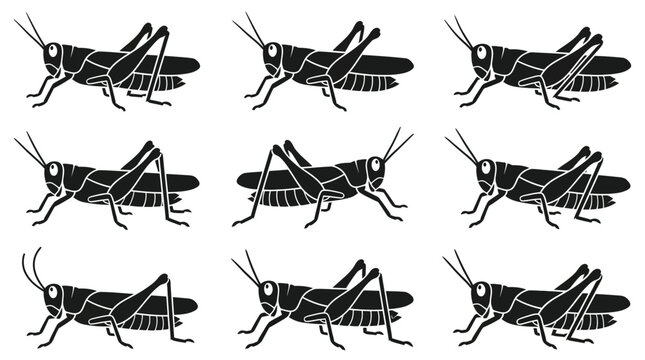 A monochrome flat vector icon set of 9 detailed grasshoppers with large jumping legs, segmented bodies, long antennae, folded wings, textured exoskeleton, realistic insect anatomy, 