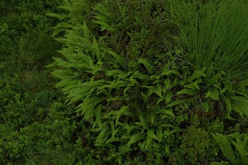 Fototapeta premium Natural dark background in Norway. Green plant texture. Fern background with deer fern (Blechnum spicant).