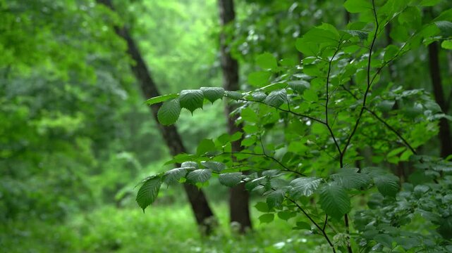 Wet Forest Branch With Fresh Green Leaves