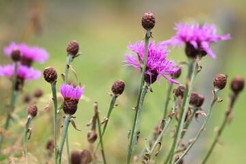 Fototapeta premium Chalk knapweed (Centaurea decipiens). Wild flower species in Norway. Summer nature.