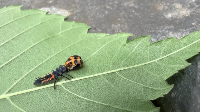 Coccinelle asiatique, Harmonia axyridis, sur une feuille, Qu&eacute;bec, Canada. Cannibalisme larvaire.	