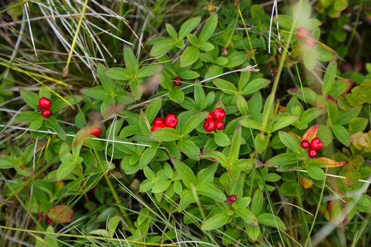 Summer wild forest berries in Norway. Dwarf cornel or bunchberry (Cornus suecica).