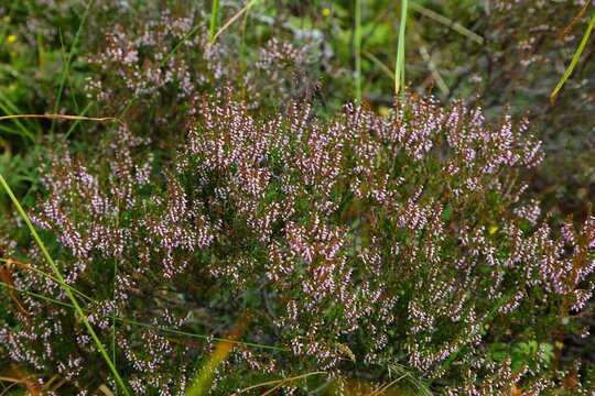 Norway nature. Heather plant (also known as ling, Calluna vulgaris in Latin). Cold-hardy plant species in Scandinavia.