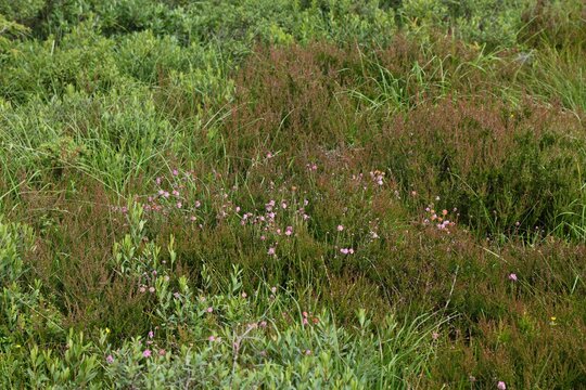 Norway nature. Heather plant (also known as ling, Calluna vulgaris in Latin). Cold-hardy plant species in Scandinavia.