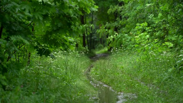 Overgrown Woodland Trail Through Green Summer Forest