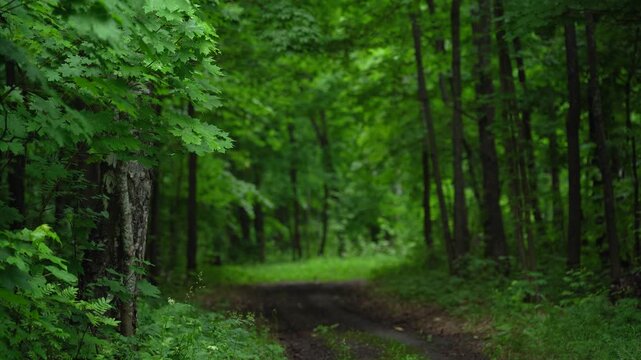 Woodland Road Surrounded by Green Trees