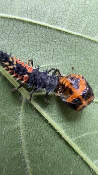 Coccinelle asiatique, Harmonia axyridis, sur une feuille, Qu&eacute;bec, Canada. Cannibalisme larvaire.	