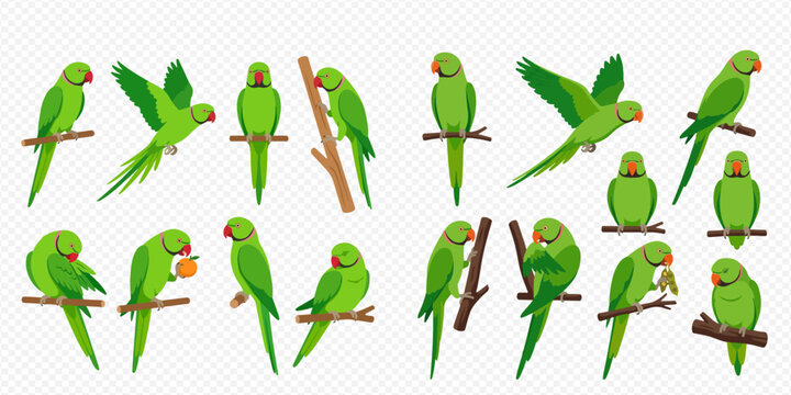 Collection of green parrot illustrations in various poses, including flying, perching, and eating, on a transparent background.