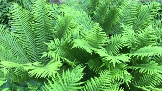 Vibrant green fern foliage. Lush, detailed, fresh green ferns in close-up, featuring beautiful natural textures. Ideal for nature-themed backgrounds, botanical designs, and eco-friendly concepts. 