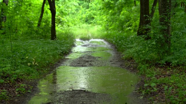 Forest Road With Rain Puddles in Summer Woodland