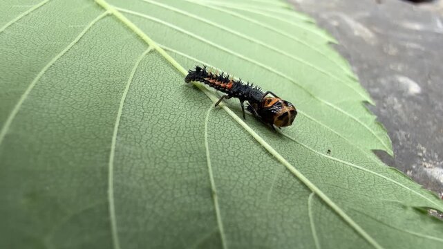 	
Coccinelle asiatique, Harmonia axyridis, sur une feuille, Qu&eacute;bec, Canada. Cannibalisme larvaire.	
