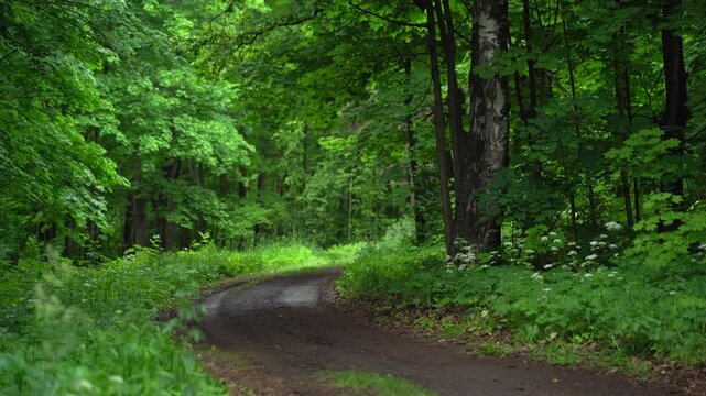 Curved Woodland Path in Summer Forest