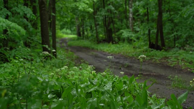 Fresh Green Leaves After Rain in Summer Forest