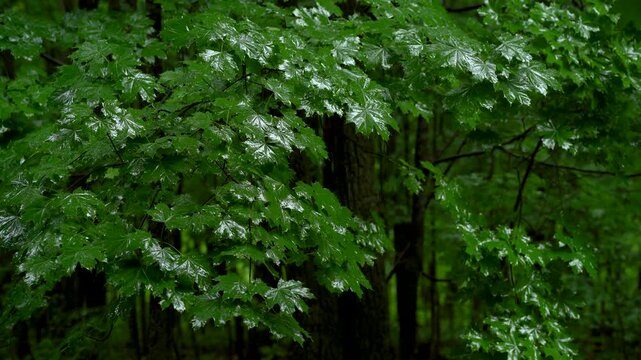 Rain Covered Green Leaves in Summer Forest