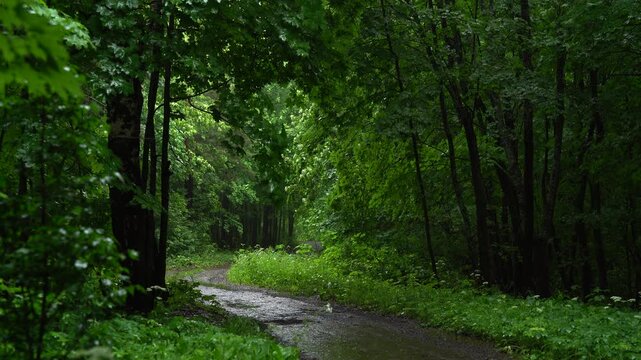 Narrow Woodland Trail in Green Summer Forest