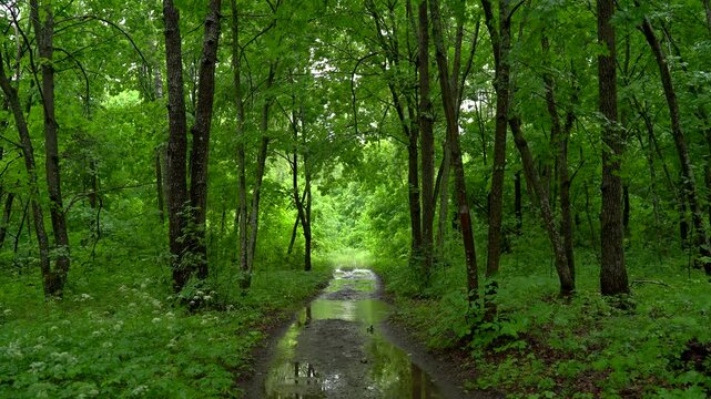 Forest Trail With Rain Puddles After Summer Shower