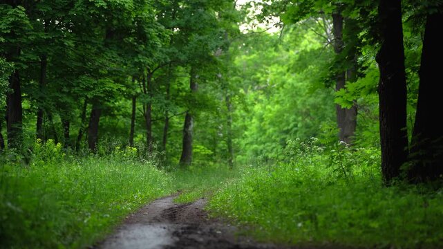 Narrow Forest Trail Through Lush Green Nature
